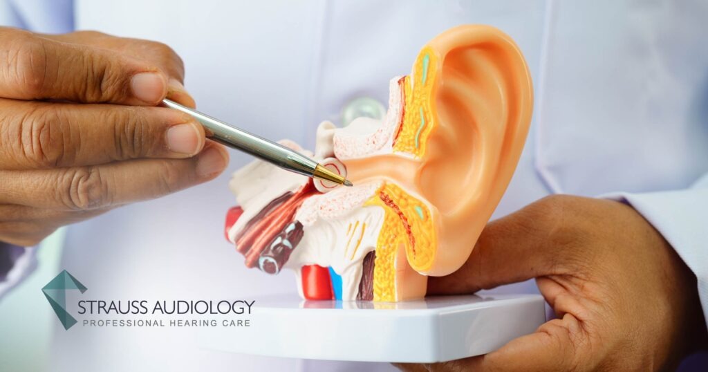 Hear Principles Understanding The Process of Hearing: How Do We Hear?