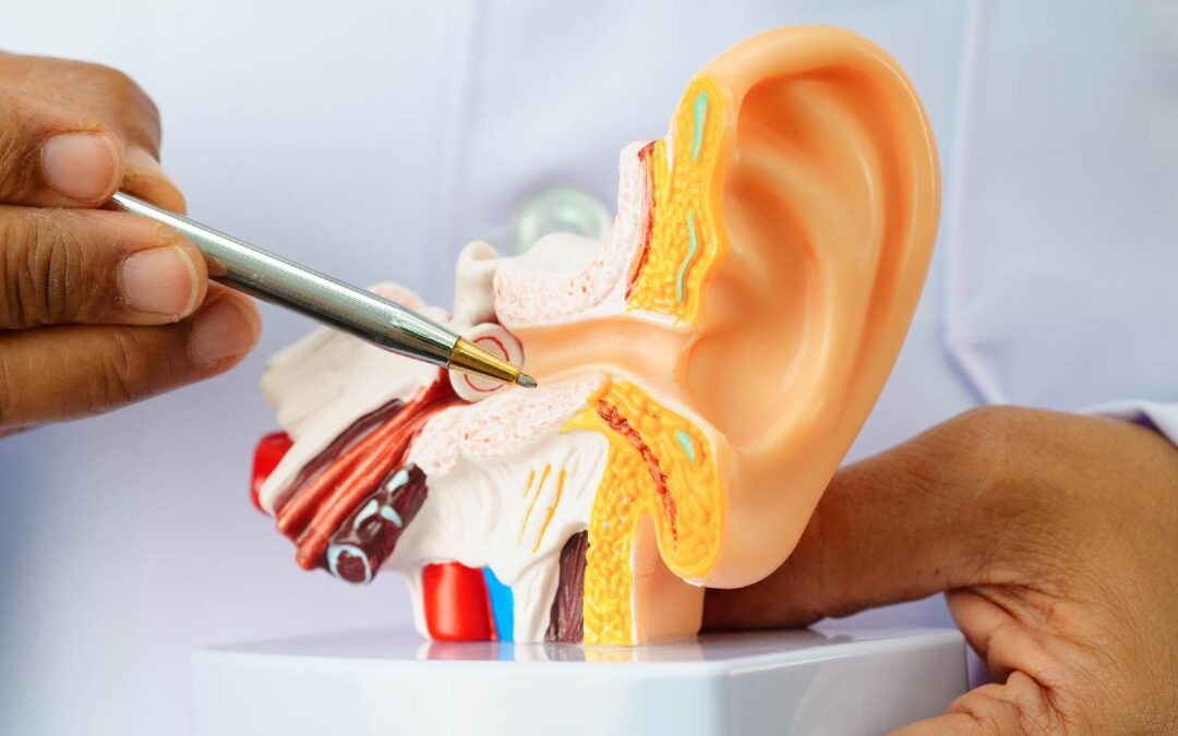 The Process of Hearing: How Do We Hear? | straussaudiology.co.za